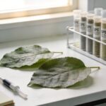 SPE Preparation of Plant Hormone Samples for LC-MS Analysis